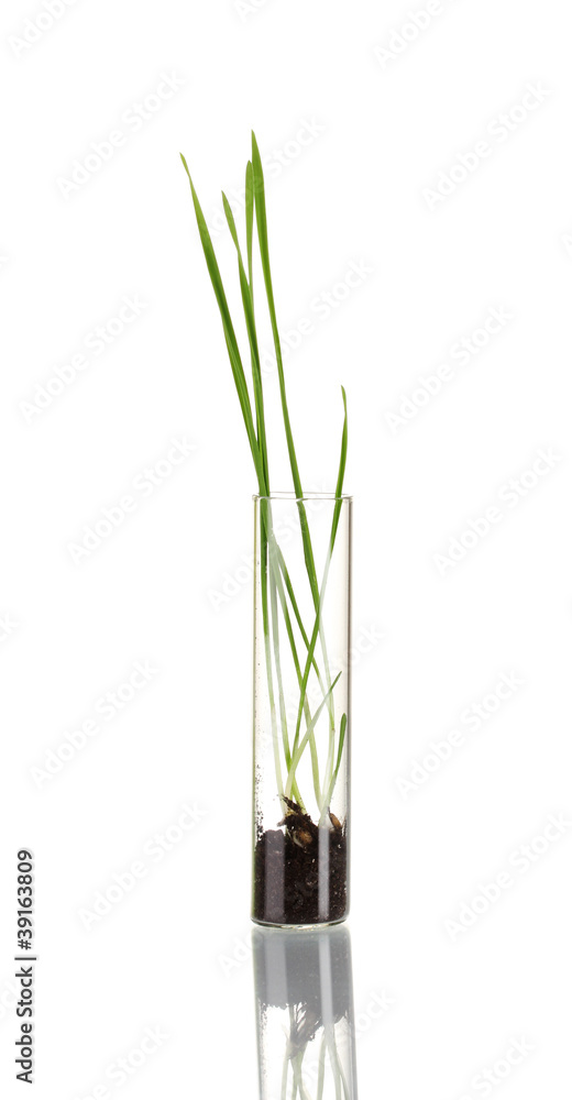 Green grass growing in tube isolated on white Green grass growing in tube isolated on white