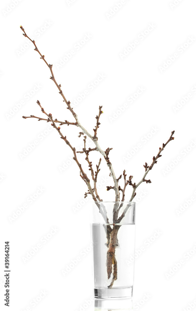 beautiful apricot blossoms in vase isolated on white
