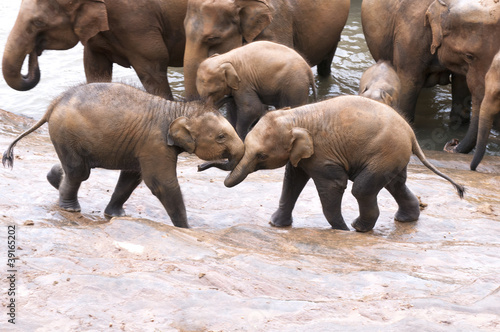 Elephants at the river
