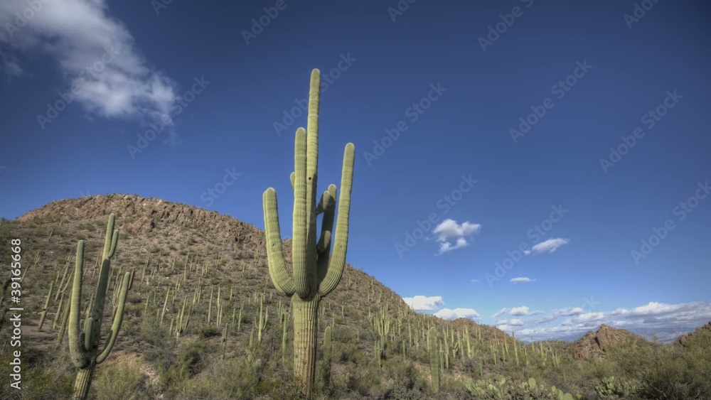 Timelpase Arizona Cactus with a blue sky Timelpase Arizona Cactus with a blue sky