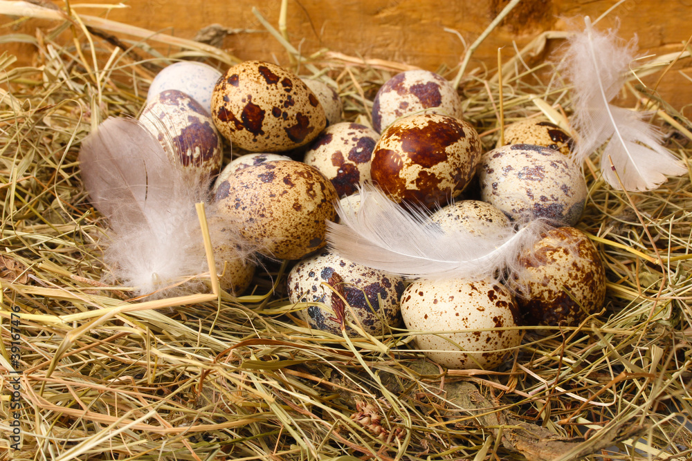 quail eggs in a nest on wooden background quail eggs in a nest on wooden background