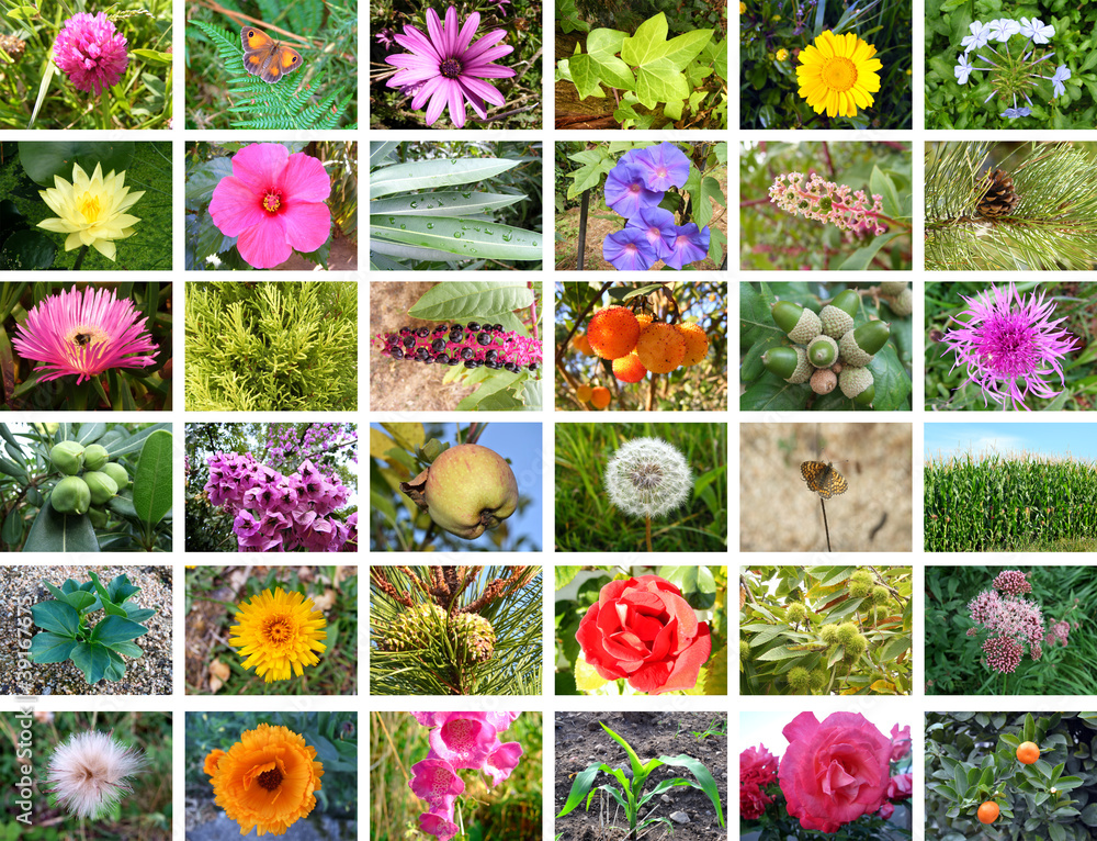 Collage de naturaleza Stock Photo | Adobe Stock
