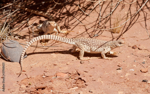 Couple of Desert Iguanas