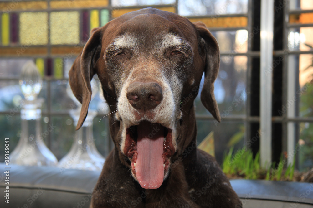 Portrait of a german shorthaired pointer, 11 years old Portrait of a german shorthaired pointer, 11 years old