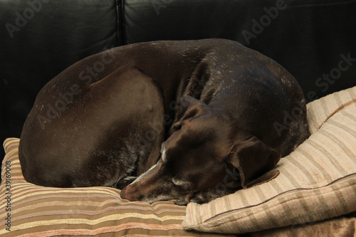 sleeping german shorthaired pointer, 11 years old