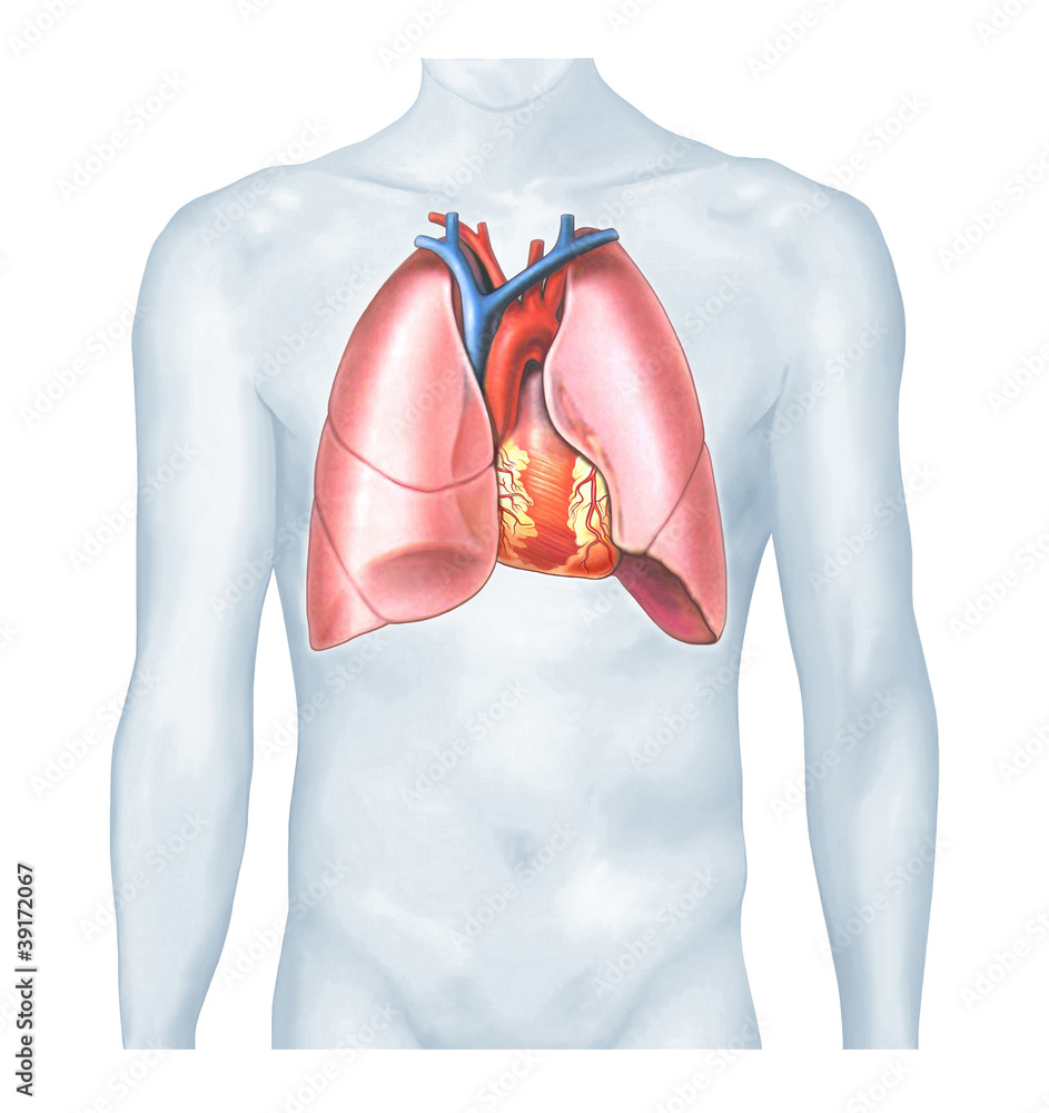 Brustkorb mit Lunge und Herz Stock Illustration | Adobe Stock