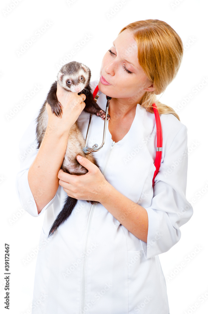 Young veterinarian examines a patient ferret Young veterinarian examines a patient ferret