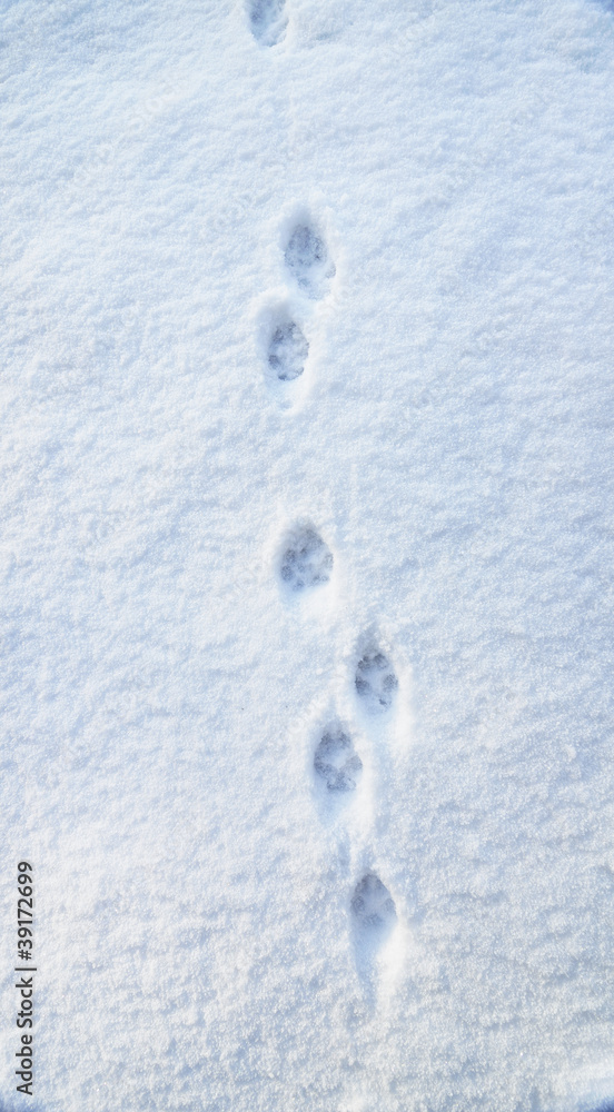 Naklejka premium Fuchsfährte