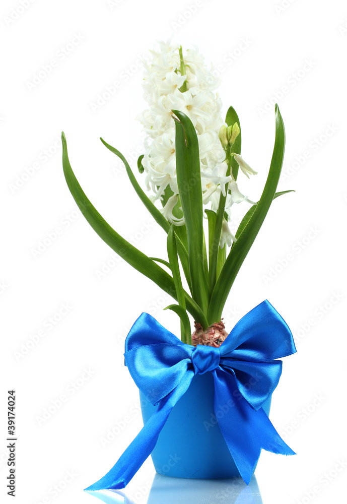 Fototapeta premium beautiful white hyacinth in blue flowerpot isolated on white