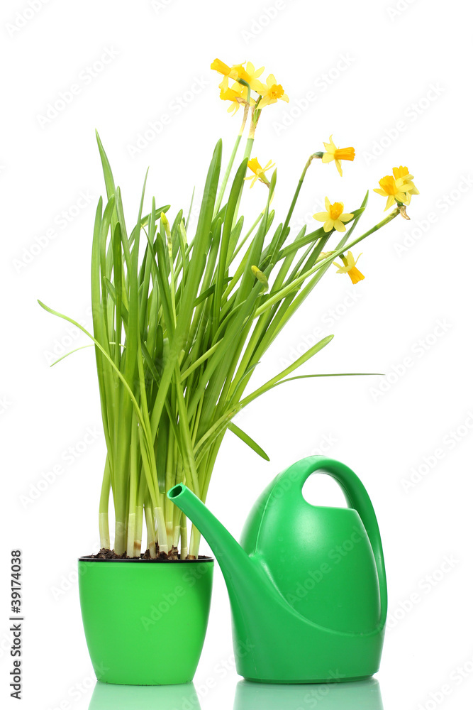 Fototapeta premium Bright yellow daffodils in green pot with watering can, spring gardening and home decor