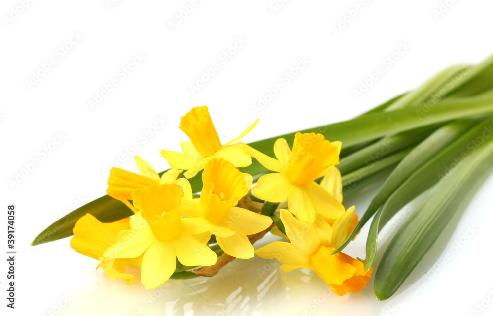 beautiful yellow daffodils isolated on white beautiful yellow daffodils isolated on white