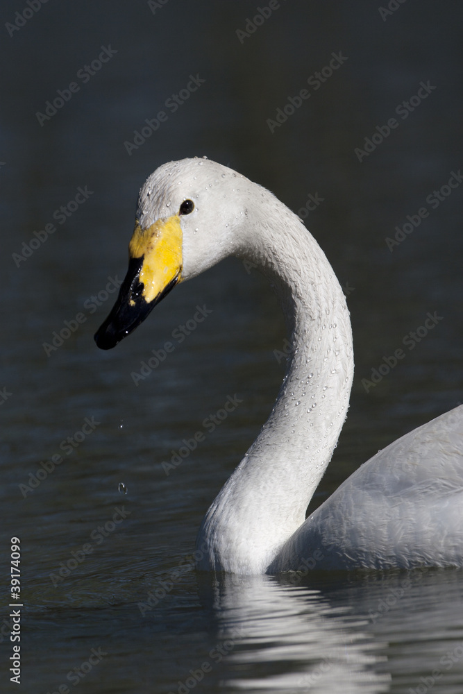 Fototapeta premium portrait of a wild swan