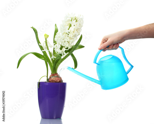 beautiful white hyacinth in purple flowerpot and watering can photo