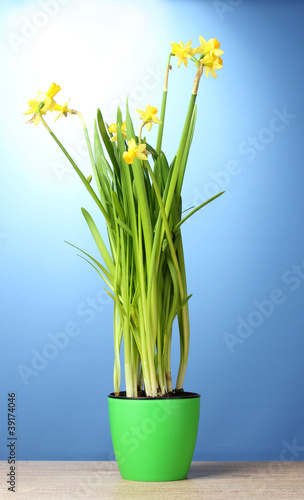 beautiful yellow daffodils in a flowerpot