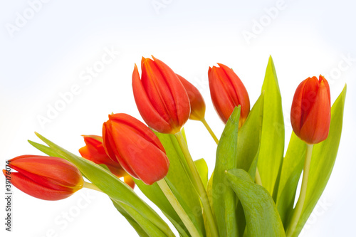 beautiful red tulips on white background