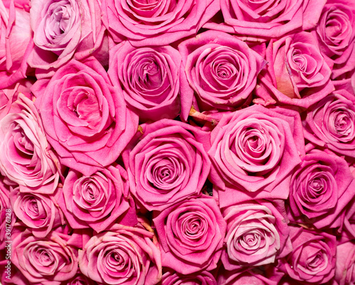 Bright pink roses
