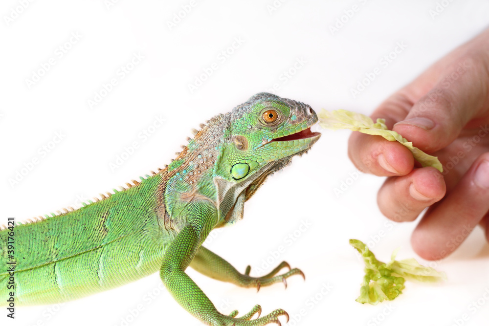 Obraz premium green iguana