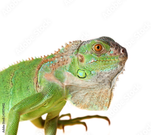 Green iguana