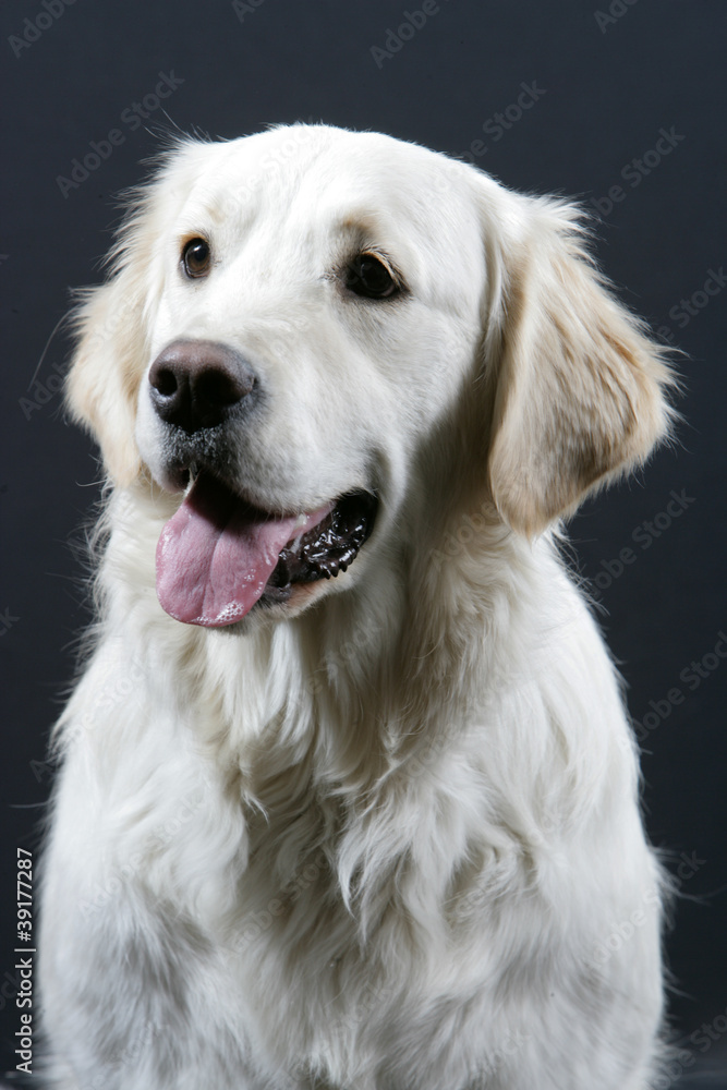 Golden Retriever fond noir Golden Retriever fond noir