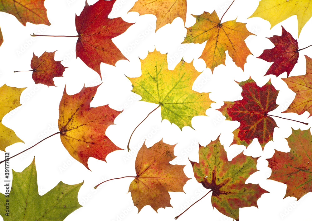 Autumn Leafs Autumn Leafs