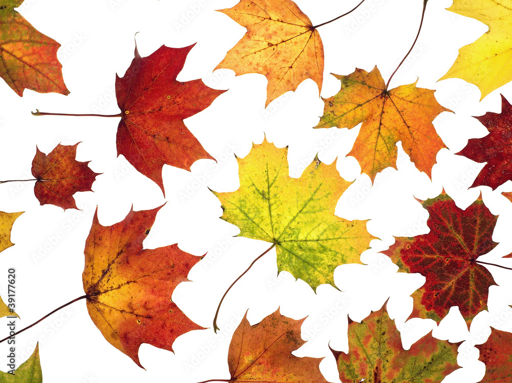 Autumn Leafs Autumn Leafs