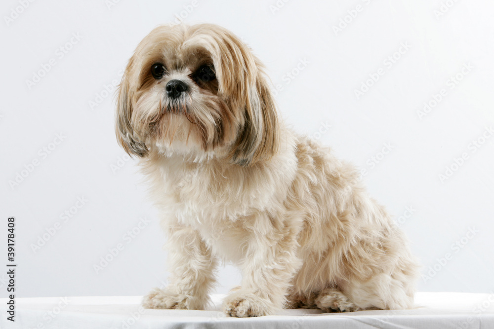 Bichon Bichon