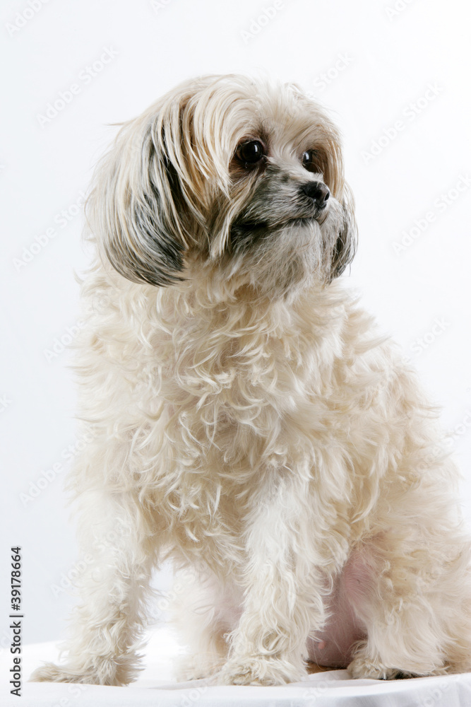 Bichon Bichon