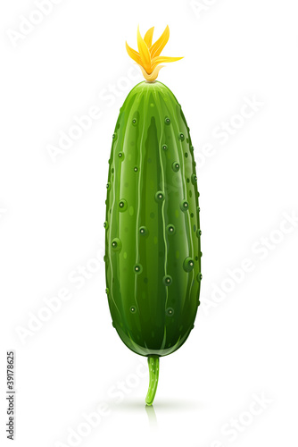 cucumber green ripe vector illustration isolated on white