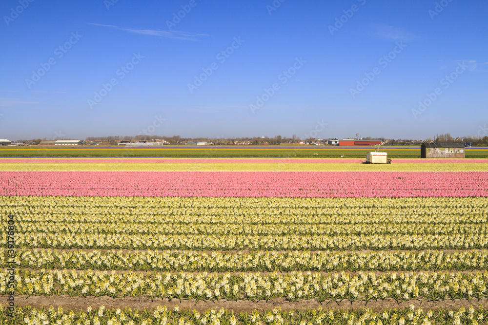 Hyacinth fields in bloom in Holland