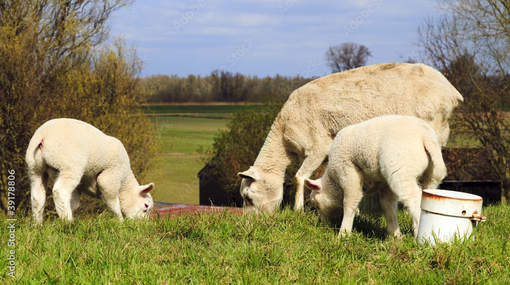 Fototapeta premium Mother and two young lambs