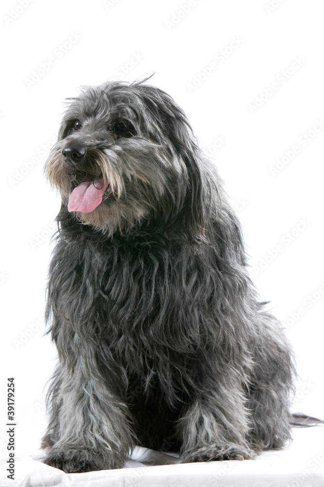 Chien Chien