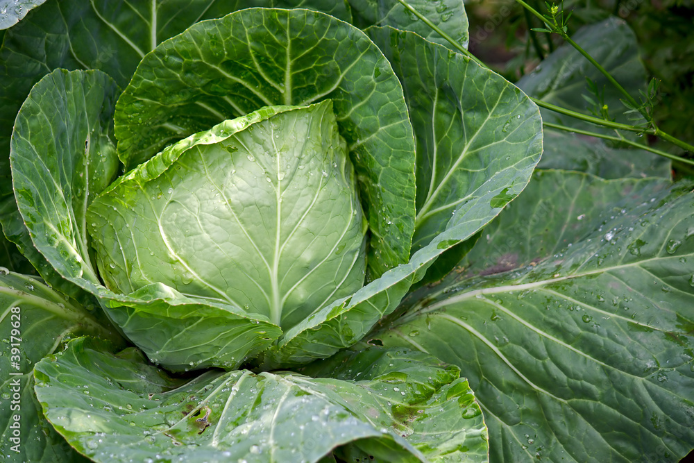 cabbage cabbage
