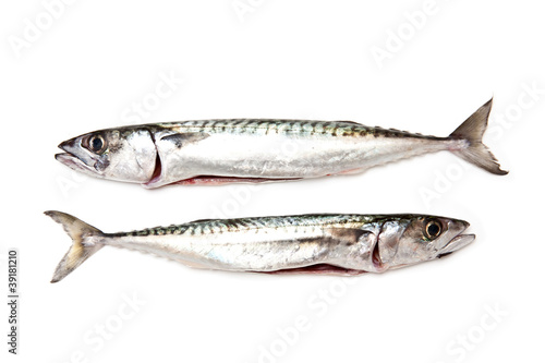 mackerel fish isolated on a white studio background.