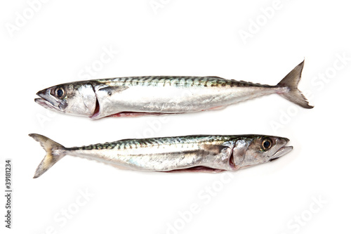 mackerel fish isolated on a white studio background.