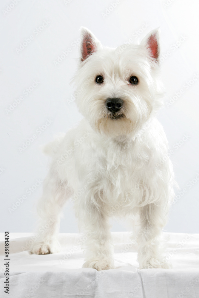 Westie Westie