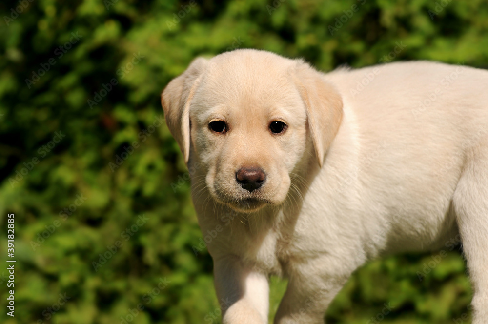 Ein Labradorwelpe