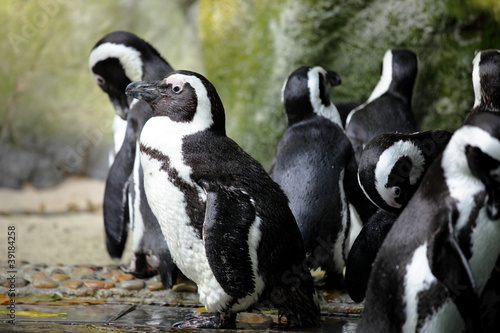 Fototapeta Naklejka Na Ścianę i Meble -  penguins
