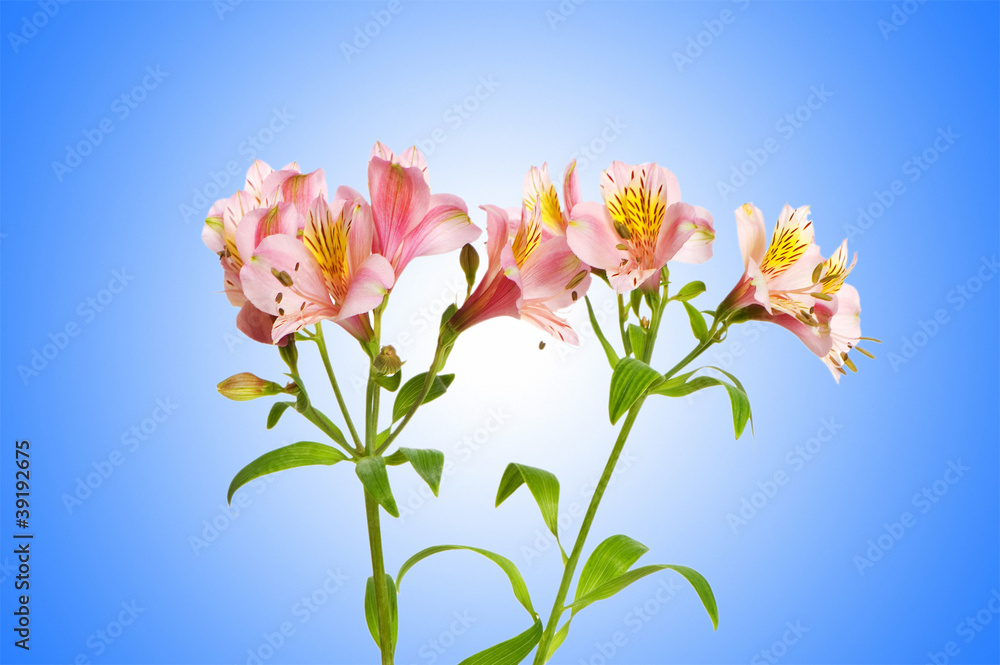 Colourful lilies against gradient background