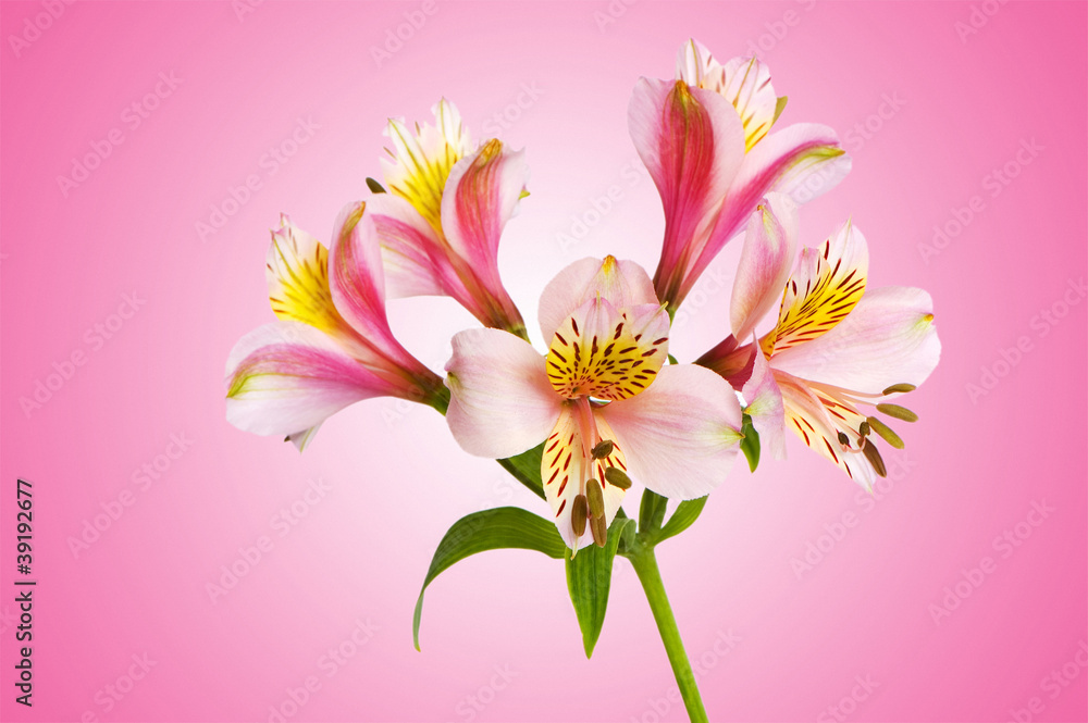 Colourful lilies against gradient background
