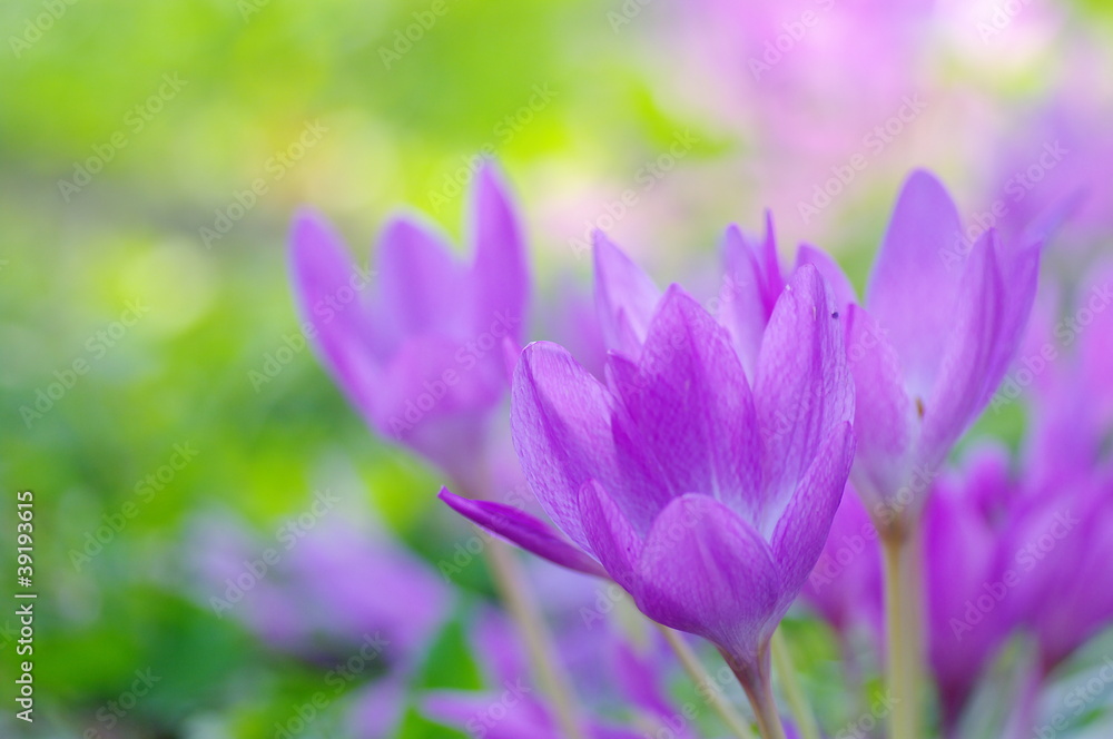 サフランの花 サフランの花