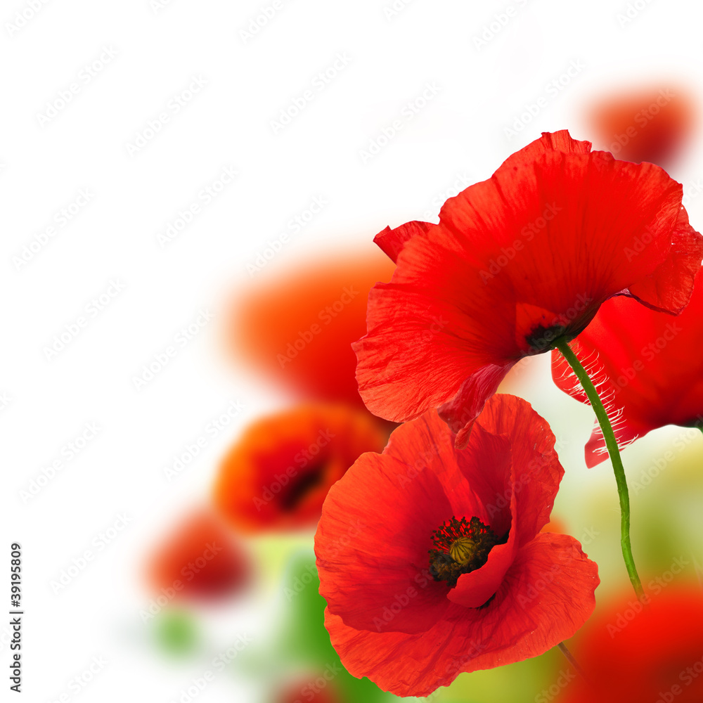 Obraz premium maki białe tło, czerwone kwiaty, ramka
