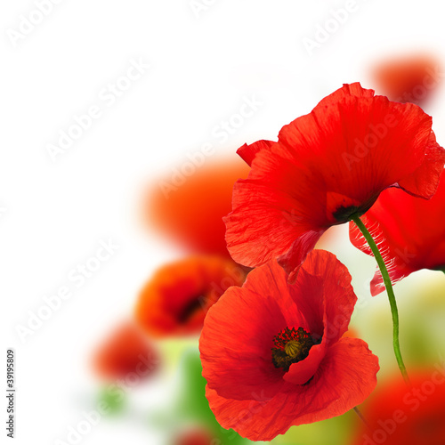 poppies white background, red flowers, frame