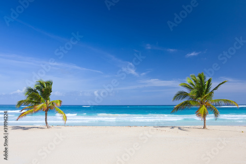 Two palm trees on the tropical beach, Dominican Republic