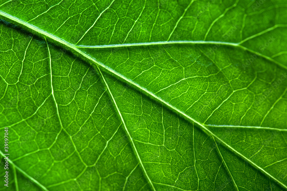 Green leaf texture. Macro