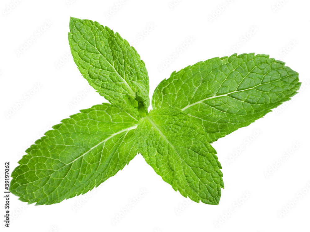 Fresh mint leaves isolated on white background. Studio macro Fresh mint leaves isolated on white background. Studio macro