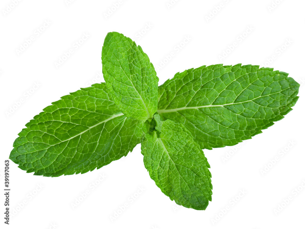 Fresh mint leaves isolated on white background. Studio macro Fresh mint leaves isolated on white background. Studio macro