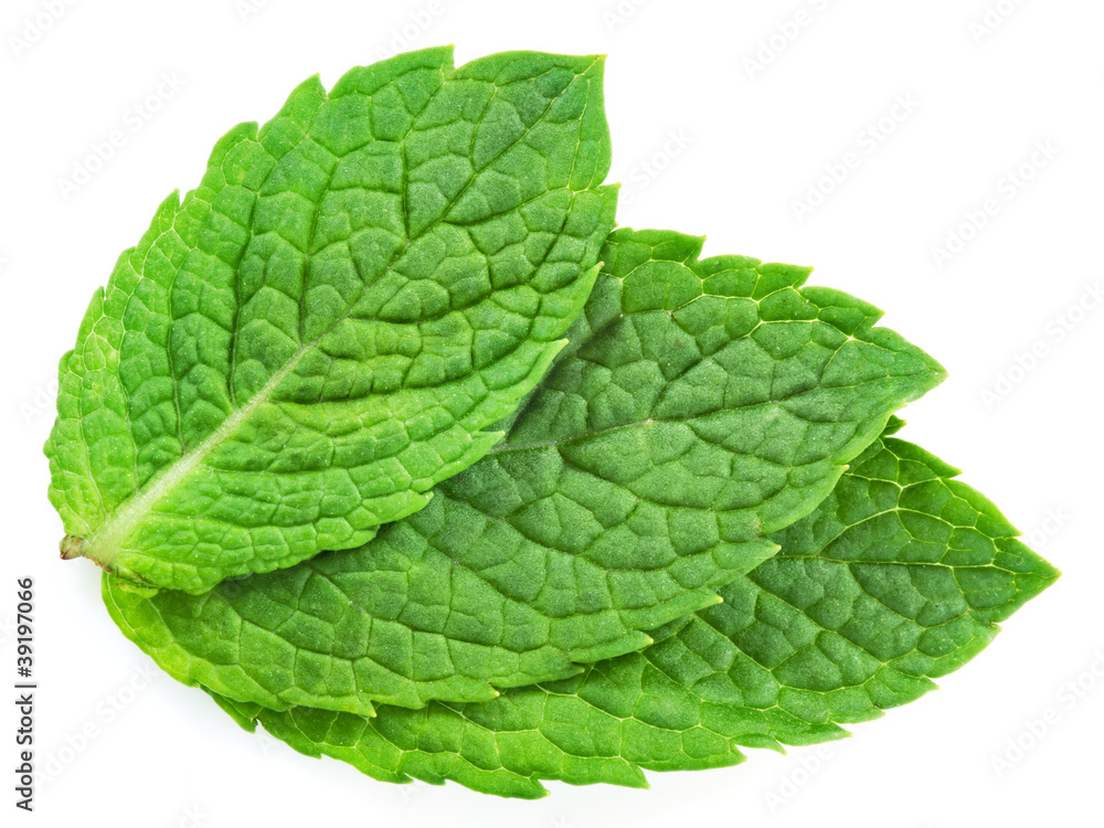 three fresh mint leaves isolated on white background three fresh mint leaves isolated on white background