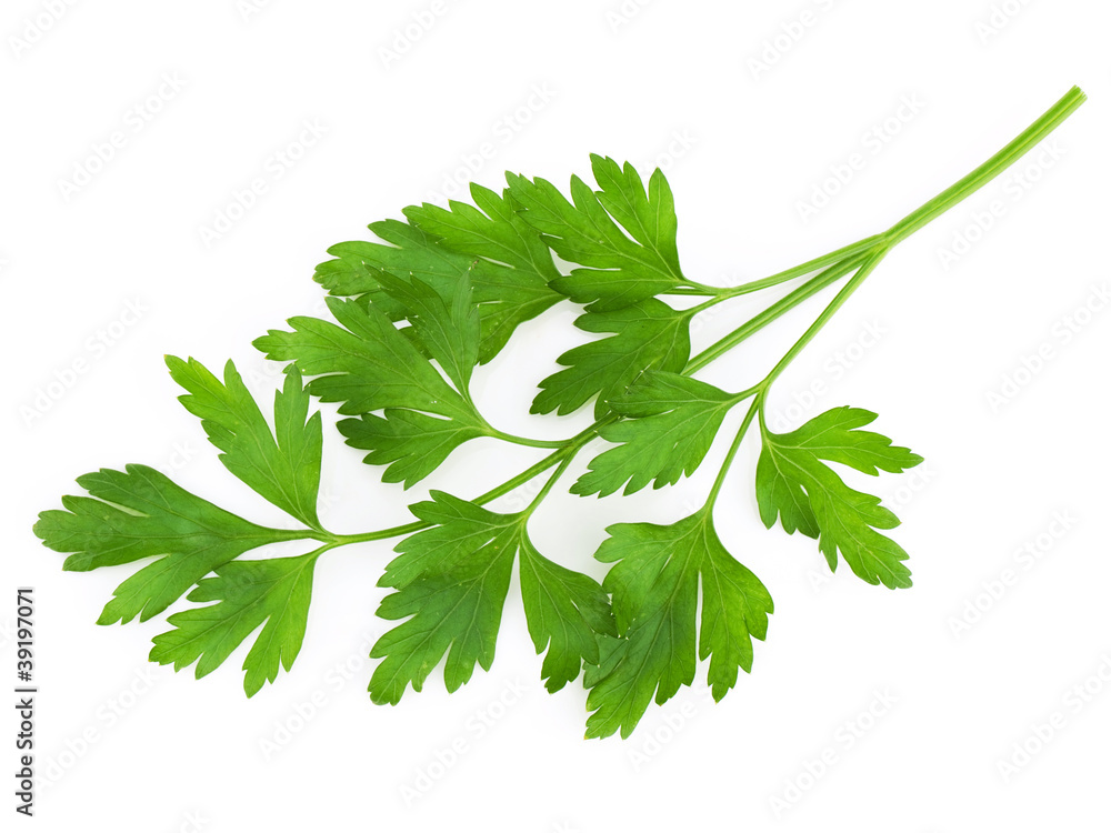 Bunch of parsley isolated on white Bunch of parsley isolated on white