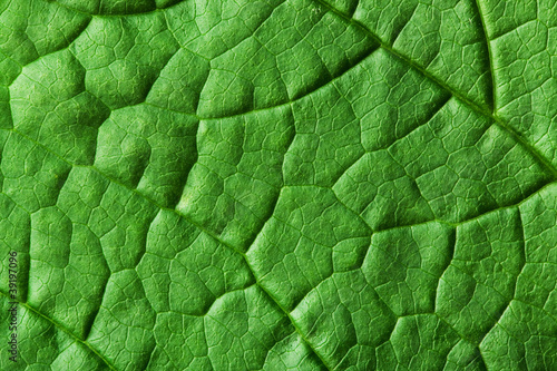 Green leaf texture. Macro