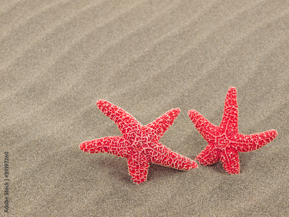 Two Red Starfish on the Beach with Windswept Sand Ripples Two Red Starfish on the Beach with Windswept Sand Ripples